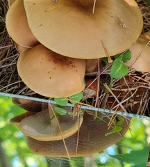 Lactifluus volemus