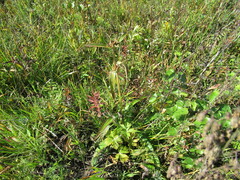 Gentiana macrophylla