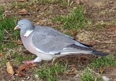 Columba palumbus