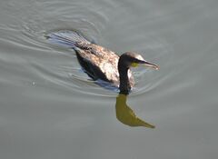 Phalacrocorax carbo