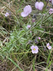 Diplopeltis huegelii