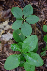 Polygaloides paucifolia