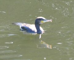 Phalacrocorax carbo