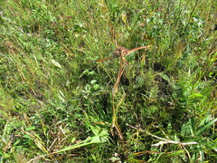 Gentiana macrophylla