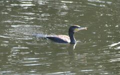 Phalacrocorax carbo