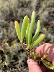 Suaeda arbusculoides