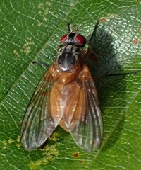 Phaonia rufiventris