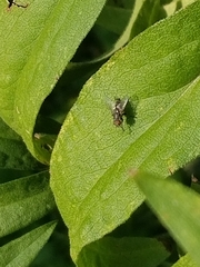 Calyptratae