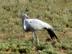 Anthropoides paradiseus