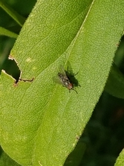 Calyptratae