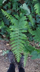 Polypodium cambricum