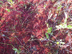 Sphagnum rubellum