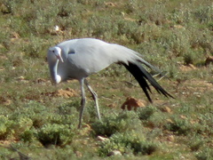 Anthropoides paradiseus