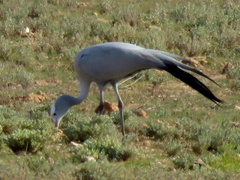 Anthropoides paradiseus