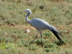 Anthropoides paradiseus
