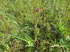 Gentiana macrophylla