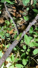 Hexacentrus japonicus