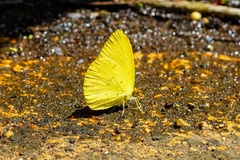 Eurema alitha
