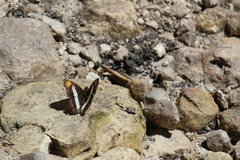 Doxocopa