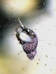 Tricolia tenuis