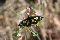 Gnophaela latipennis