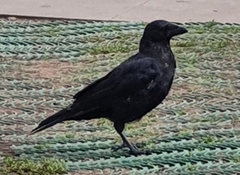 Corvus corone