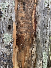 Agrilus planipennis