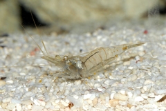 Palaemon elegans