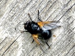 Mesembrina meridiana