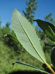 Salix × laurina