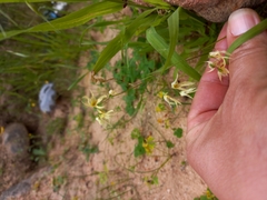 Melasphaerula graminea