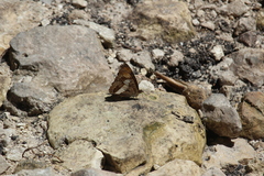 Doxocopa