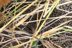 Hemiechinus auritus