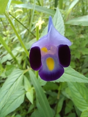 Torenia fournieri