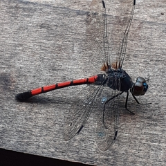 Agrionoptera insignis