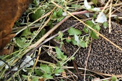 Hemiechinus auritus
