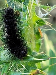 Hypercompe scribonia