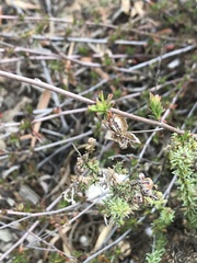 Hermannia filifolia