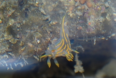 Polycera quadrilineata
