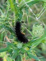 Hypercompe scribonia