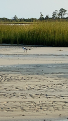 Leucophaeus atricilla