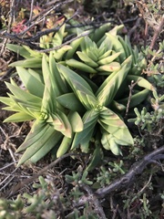 Crassula capitella