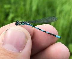 Coenagrion hastulatum