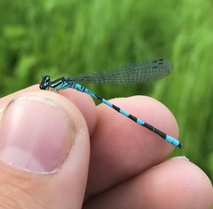 Coenagrion hastulatum