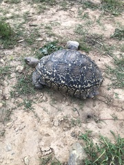 Stigmochelys pardalis