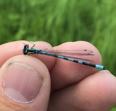 Coenagrion hastulatum