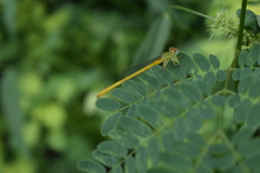 Ceriagrion coromandelianum