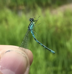 Coenagrion hastulatum