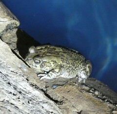 Sclerophrys garmani