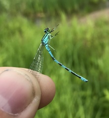 Coenagrion hastulatum